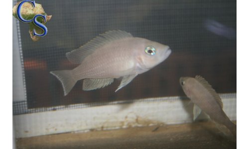 Neolamprologus leloupi